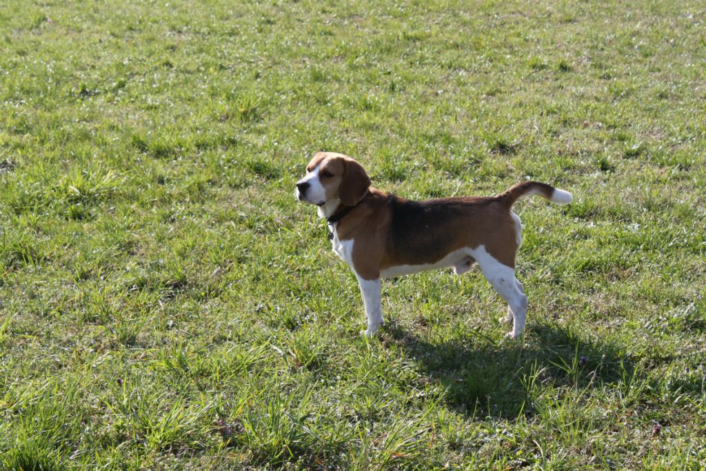 Teo 